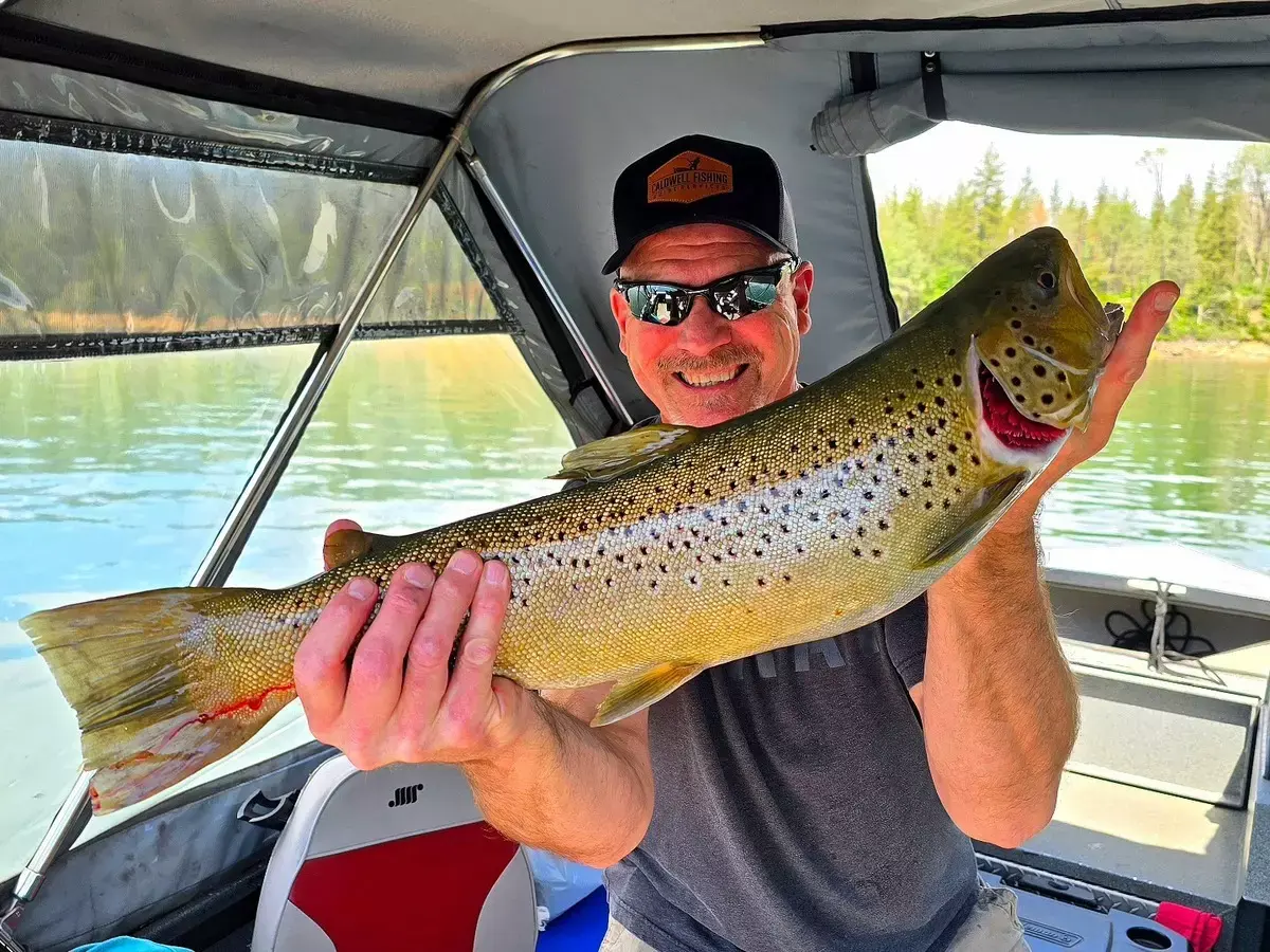 Angler holding a large Shasta Lake brown trout in Scott Caldwell's boat